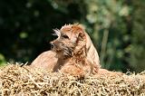 NORFOLK TERRIER 027